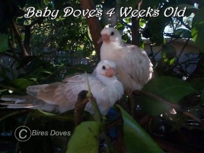 4 weeks old