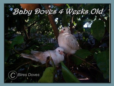 Baby Doves Outside