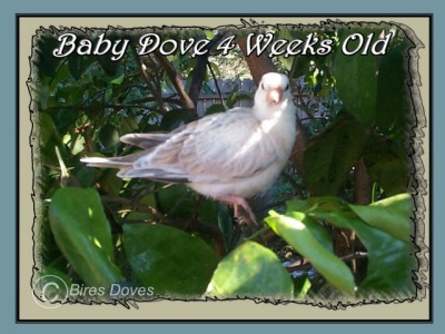 Baby Dove