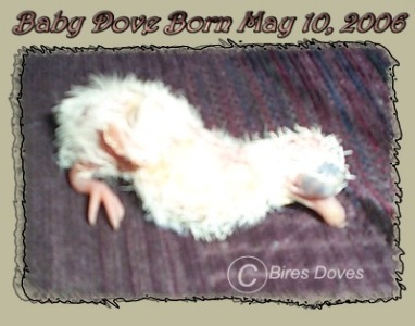 4 Hour Old Baby Dove