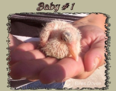 Close Up of Baby Dove